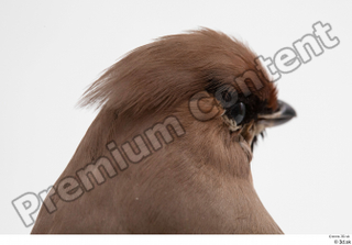 Bohemian waxwing Bombycilla garrulus head 0006.jpg